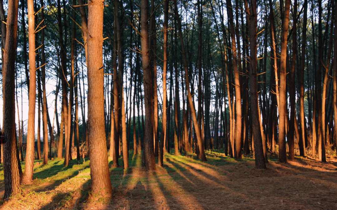 Canicules, feux, risques climatiques : quel avenir pour les forêts de la Région ?