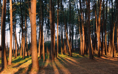 Canicules, feux, risques climatiques : quel avenir pour les forêts de la Région ?