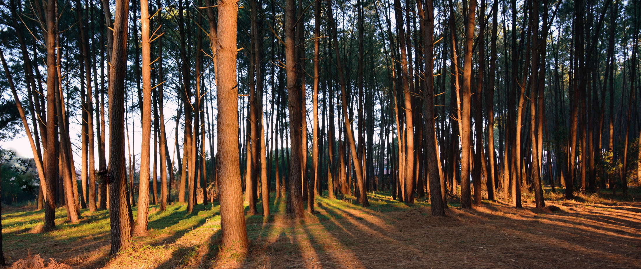 Face aux incendies et aux risques climatiques en Nouvelle-Aquitaine, la Région et l’État étudient des solutions stratégiques pour la protection et la reconstruction des forêts. Face aux incendies et aux risques climatiques en Nouvelle-Aquitaine, la Région et l'État étudient des solutions stratégiques pour la protection et la reconstruction des forêts.