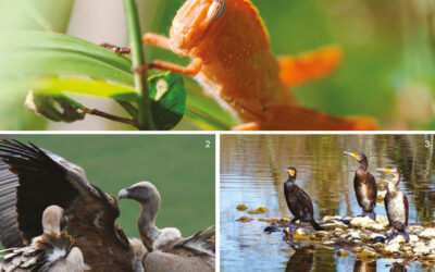 Concours photo “Plumes, Poils et Pétales” : le 64 a inspiré trois lauréats