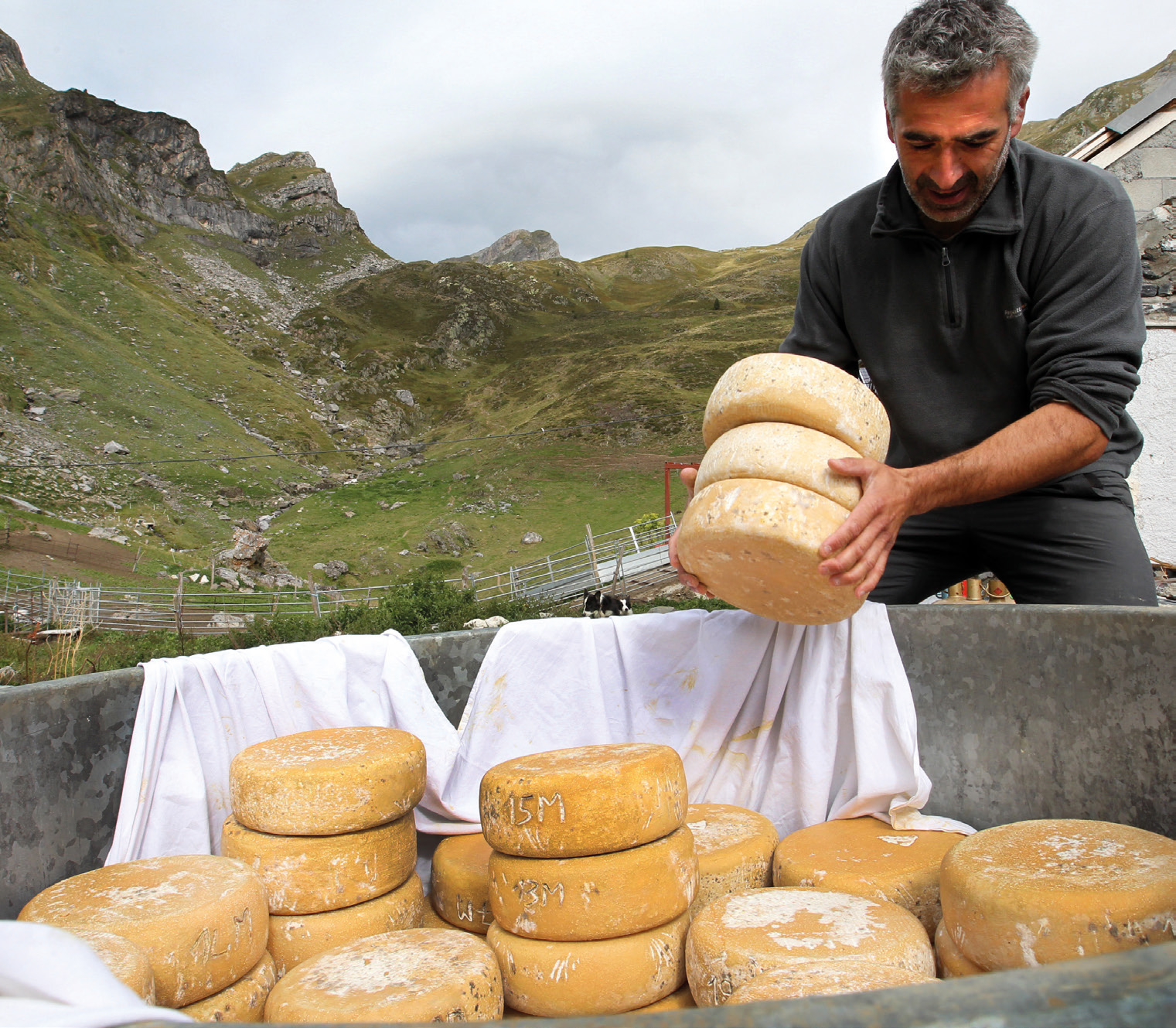 Les 27 juillet et 10 août, les bergers des vallées béarnaises ouvrent leurs cabanes d’estive pour faire découvrir leur métier, la fabrication du fromage et le pastoralisme. Les 27 juillet et 10 août, les bergers des vallées béarnaises ouvrent leurs cabanes d'estive pour faire découvrir leur métier, la fabrication du fromage et le pastoralisme.