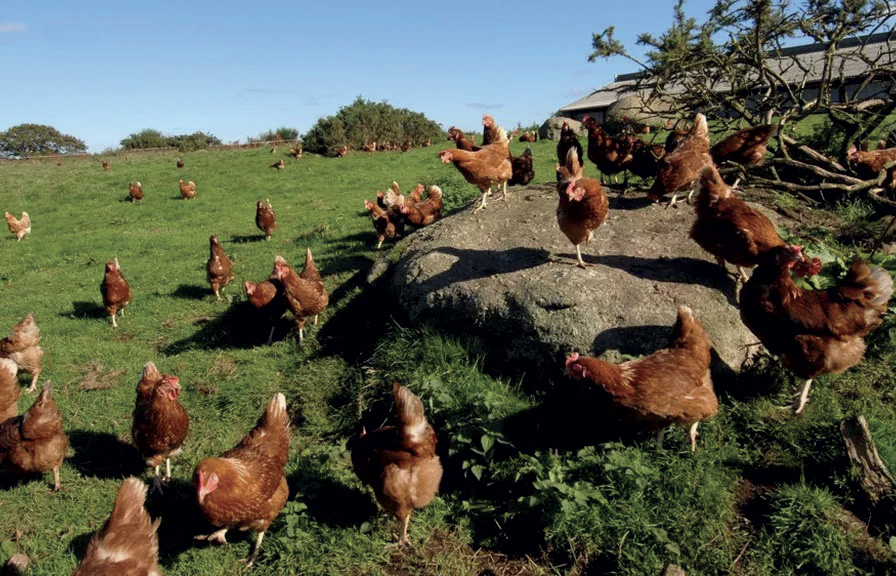 Euralis mise sur plus de volailles : La coopérative du Sud-Ouest qui compte 140 producteurs de volailles, 4,5 millions de poulets Euralis mise sur plus de volailles : La coopérative du Sud-Ouest qui compte 140 producteurs de volailles, 4,5 millions de poulets