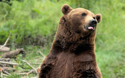 Un risque accru de consanguinité chez les ours !