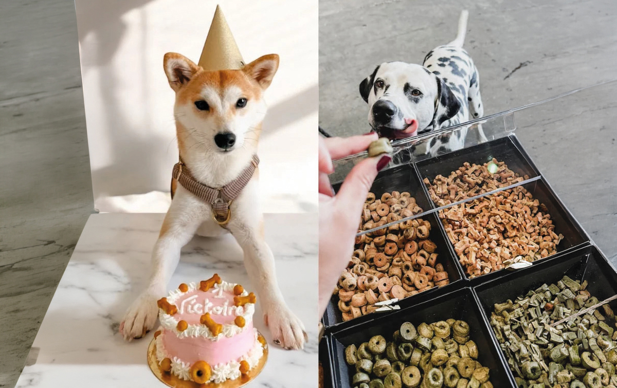 À Boumourt, Caroline Duhaubois développe Cakes for Pets, des pâtisseries naturelles pour chiens et chats élaborées avec une vétérinaire nutritionniste. À Boumourt, Caroline Duhaubois développe Cakes for Pets, des pâtisseries naturelles pour chiens et chats élaborées avec une vétérinaire nutritionniste.